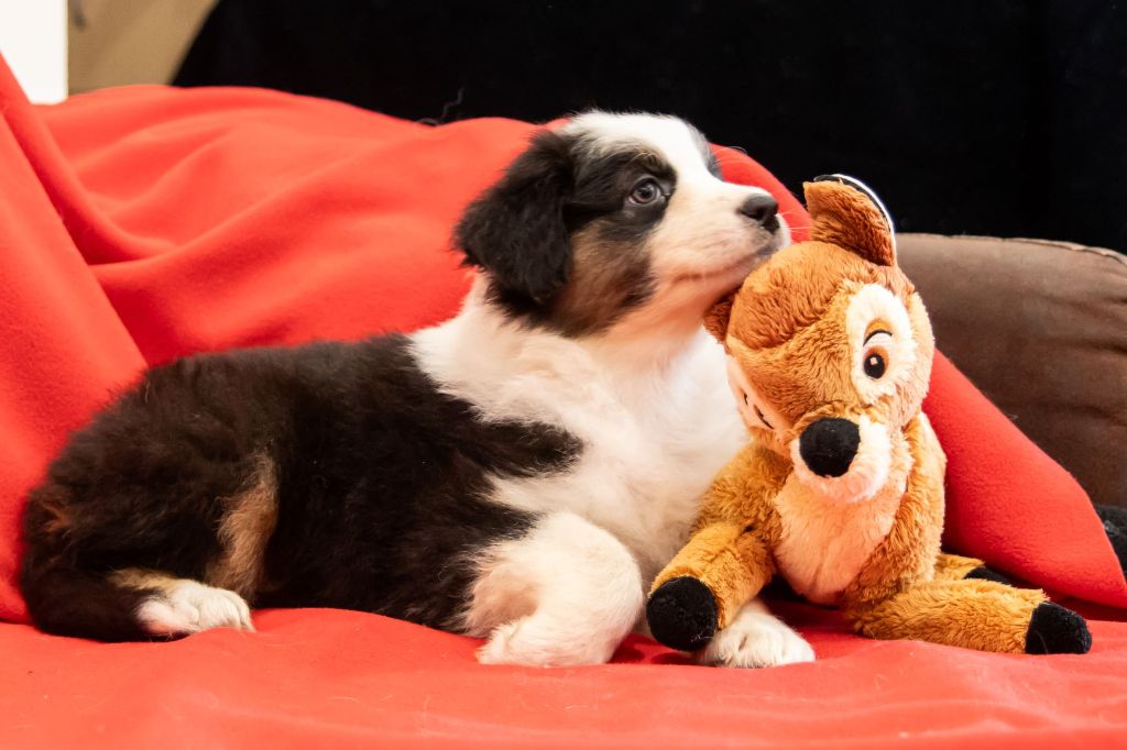 De L'eden D'orches - Chiots disponibles - Berger Australien