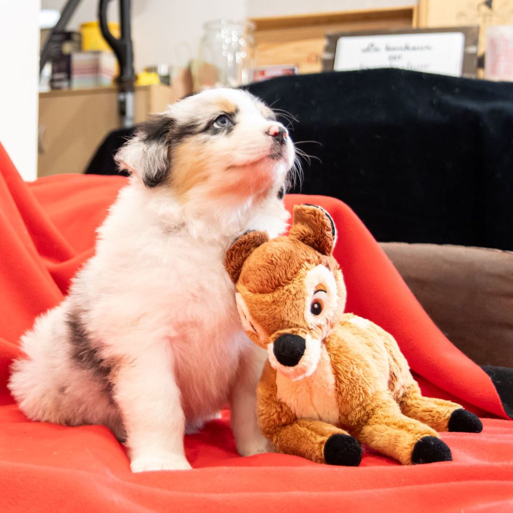 De L'eden D'orches - Chiots disponibles - Berger Australien