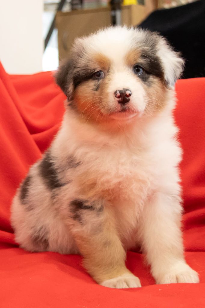 De L'eden D'orches - Chiots disponibles - Berger Australien