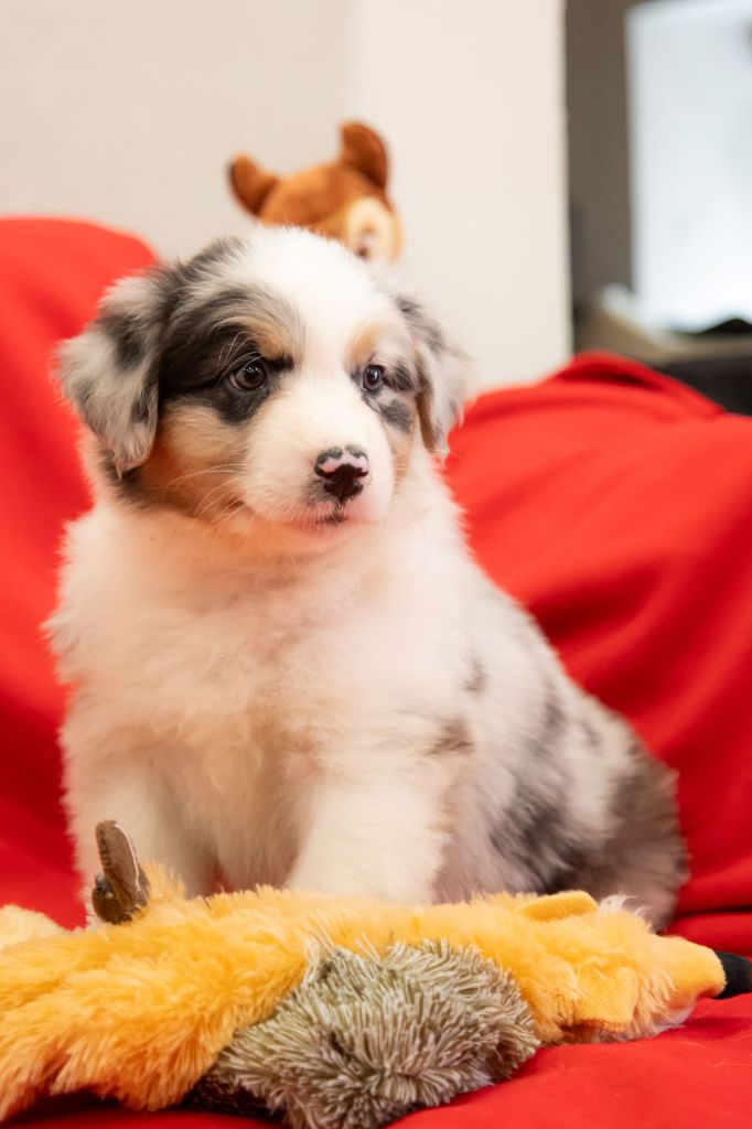 De L'eden D'orches - Chiots disponibles - Berger Australien